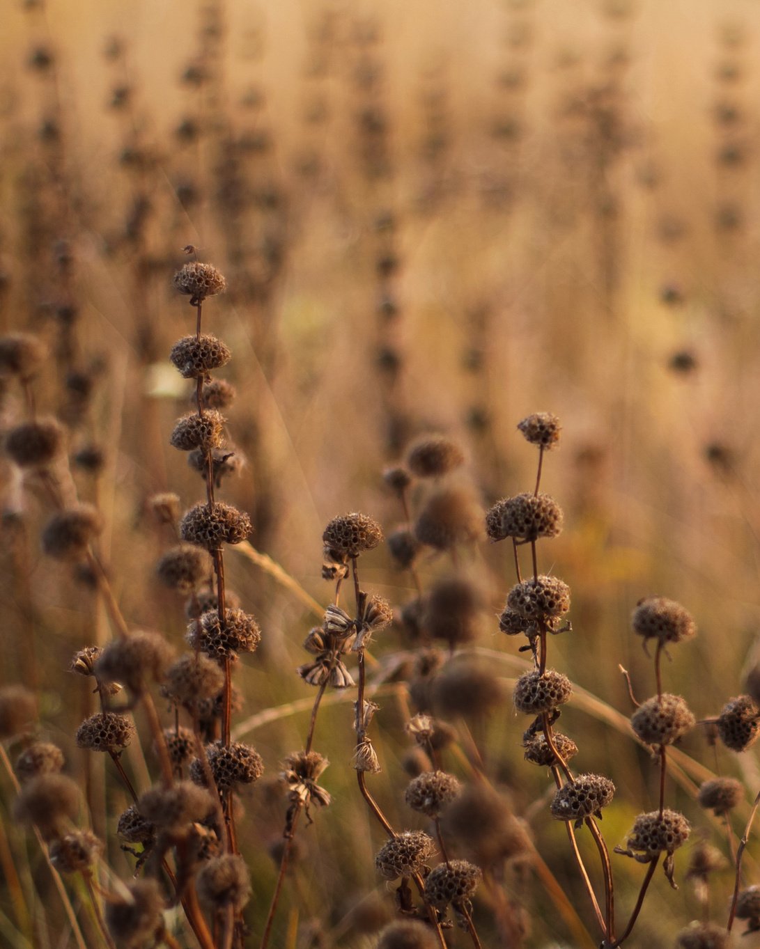 Brown Flower Field